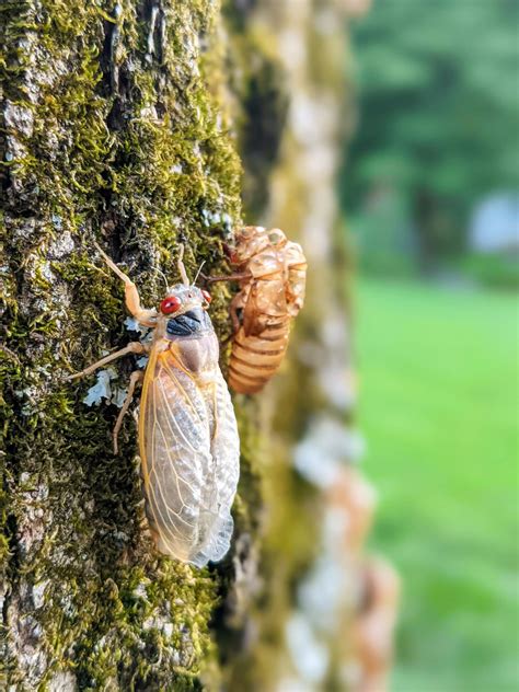 A Rare Synchronization Central Illinois To Witness Dual Cicada Emergence