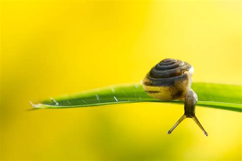 Download Macro Animal Snail Hd Wallpaper