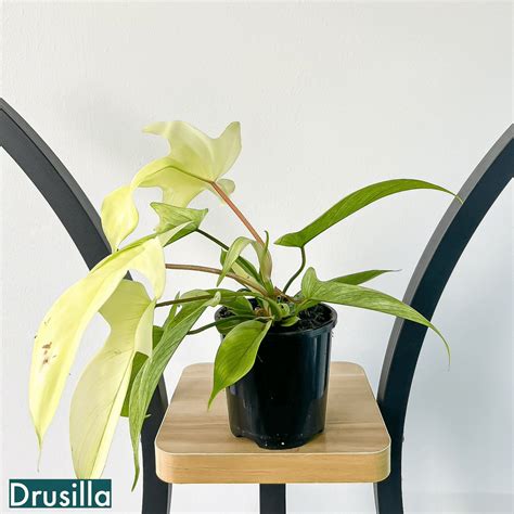 Philodendron Florida Ghost – The Plant Boys