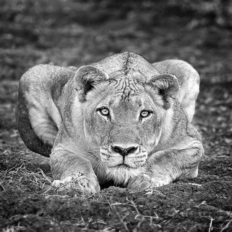 African Lion Black & White Fine Art Photography - Photo Prints For Sale