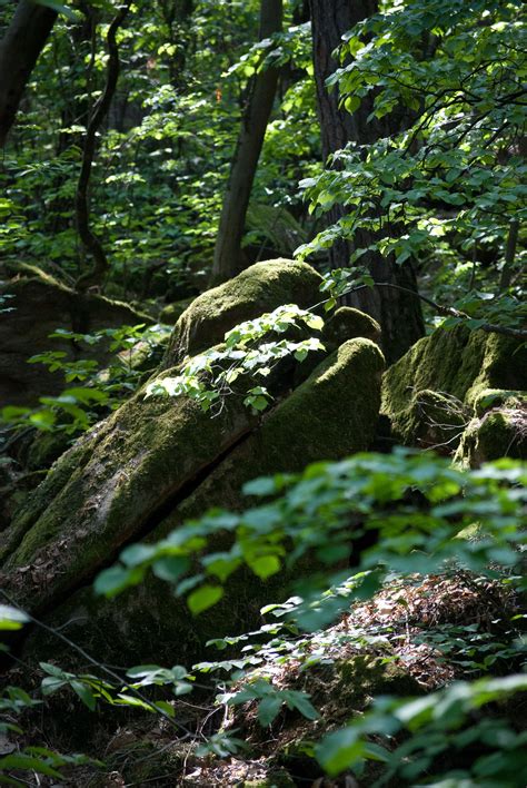 Kostenlose Foto Baum Natur Wald Rock Wildnis Ast Sonnenlicht