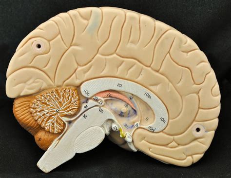 Brain Sagittal Cut Diagram Quizlet