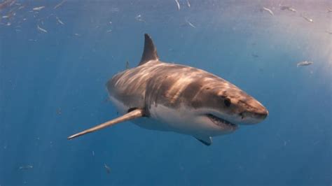 Massive Great White Shark Is Being Tracked Off The New Jersey Shore