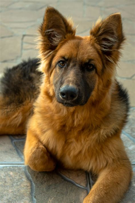 Brown German Shepherds