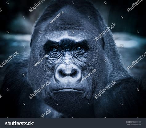 Angry Silverback Gorilla Face