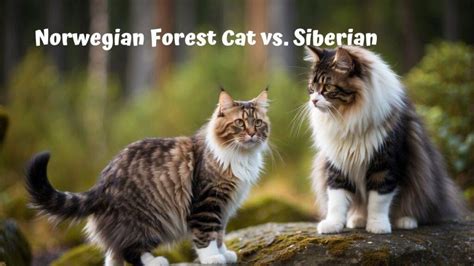 Norwegian Forest Vs Siberian Cats Ultimate Breed Duel