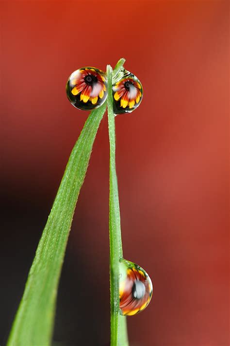 Damp Flower Dewdrop Refraction Damp Flower Dewdrop Refract Flickr