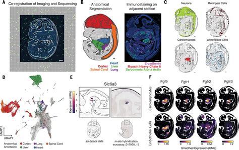 Embryo Scale Single Cell Spatial Transcriptomics Science