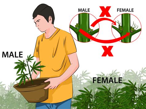 Como Identificar Se Um P De Maconha Macho Ou F Mea