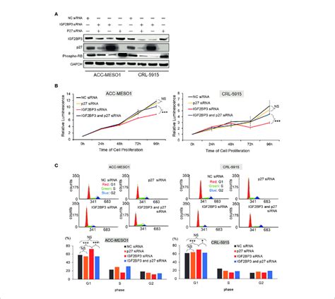 Effect Of Igf Bp And P On Cell Proliferation And G Cell Cycle