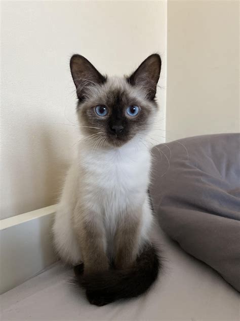 grey siamese cats 6