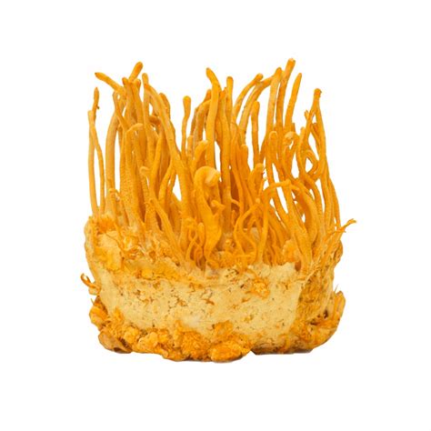Cordyceps Mushroom Gummies - RYZE Superfoods