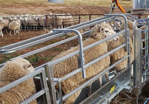 Non Back Sheep Lead Up Ramps Peak Hill Industries