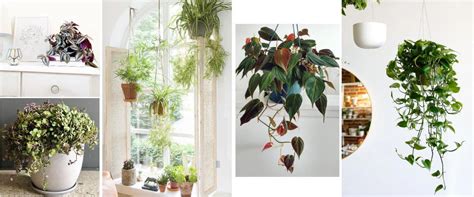 5 Plantas Colgantes De Interior Para Decorar Vuestro Hogar Decoración