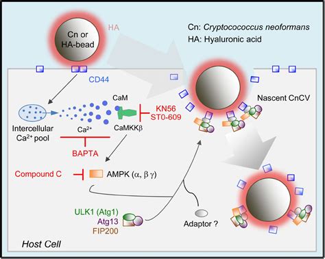 Interactions Between Fungal Hyaluronic Acid And Host Cd Promotes