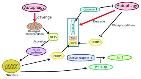 The Mechanisms Of The Effects Of Autophagy On NLRP3 Inflammasome ROS