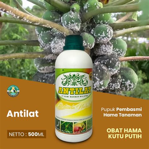 Jual Antilat Pembasmi Hama Obat Kutu Putih Buah Pepaya Ampuh Pupuk