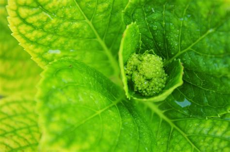 Hortensie Bl Ht Nicht Ursachen Und L Sungen Finden