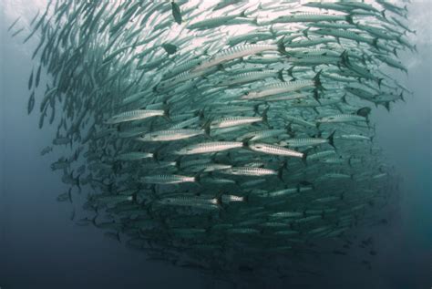 Ikan Barracuda Di Barracuda Point Sipadan Foto Stok Unduh Gambar