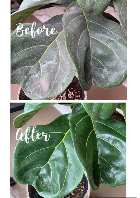 Spots On Fiddle Leaf Fig Leaves 3 Steps For Removing White Residue