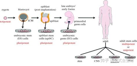 干细胞原创系列一干货如何培养人多能干细胞 知乎