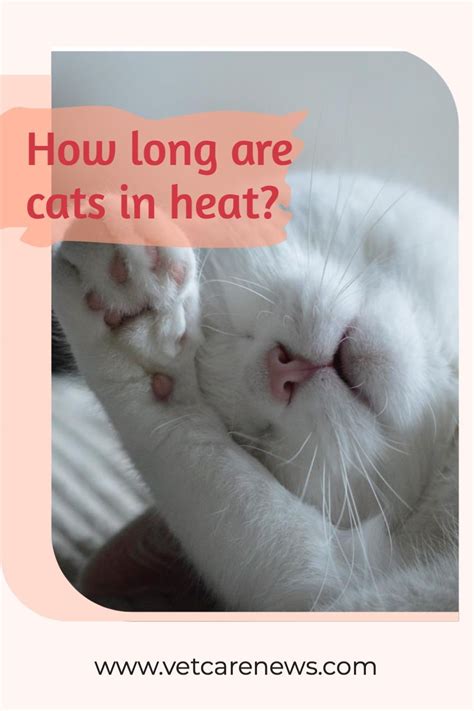 How To Help A Cat In Heat A Beginner S Guide On Female Cat Heat Cycle