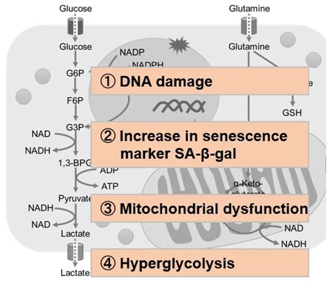 Science Note: Senescence DOJINDO LABORATORIES