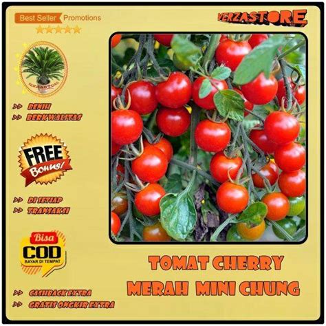 Bijibenihbibit Buah Tomat Cherry Mini Chung 25 Biji Lazada Indonesia