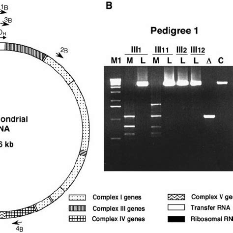 Pcr Based Deletion Mapping Analysis A Schematic Map Of Human Mtdna