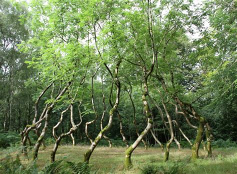 Art@Site Is this allowed? David Nash, Ash Dome, Wales