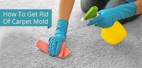 Tips To Eliminate Carpet Mold Royal Building Cleaning Ltd