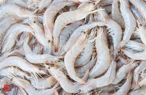 White Prawn Vellai Eral Count 45 50 Kg 0 5 Kg Gross Order Meat