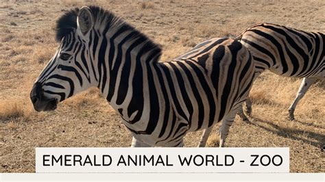 Emerald Animal World Tour Game Drive Zoo South Africa Youtube