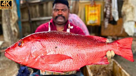 Kasimedu Speed Selvam Big Red Snapper Fish Cutting In Kasimedu