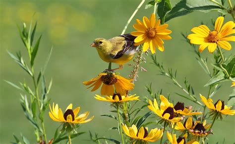 Plant native plants to help nature | | Wisconsin DNR