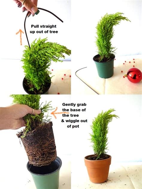 How To Grow And Care For Lemon Cypress Trees