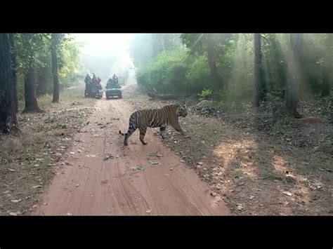 मगधी जोन में सड़क पार करते हुए बाघ को देखकर पर्यटक हुए रोमांचित Tiger Shown To Tourists While