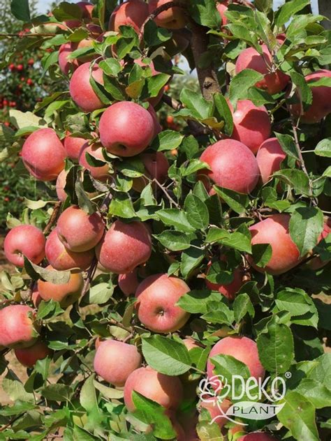 Яблуня Фуджі Кіку 8 - Яблуня - Саджанці троянд, ягідних, фруктових та ...