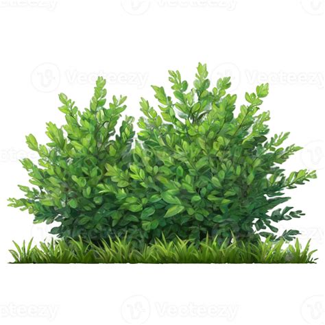 Shrubs Isolated On Transparent Background 48105865 Png