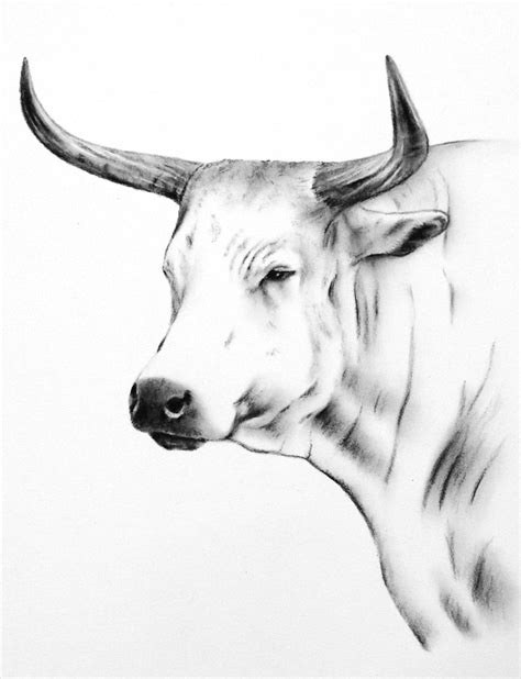 Nguni Cow Art Original Charcoal Drawing 810 Cow Etsy