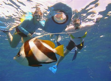 The Best Maui And Molokini Snorkeling Tours