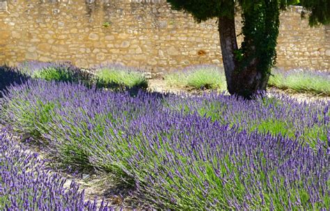 The Ultimate Guide To Growing French Lavender