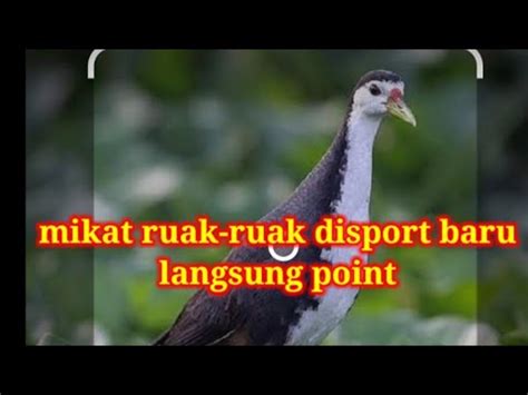 Mikat Ruak Ruak Disport Baru Menggunakan Racik Gantung Youtube