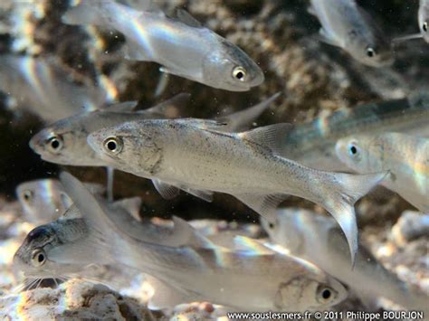 Sous Les Mers Polydactylus Plebeius Barbure Rayé