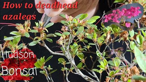 How To Deadhead An Azalea Youtube