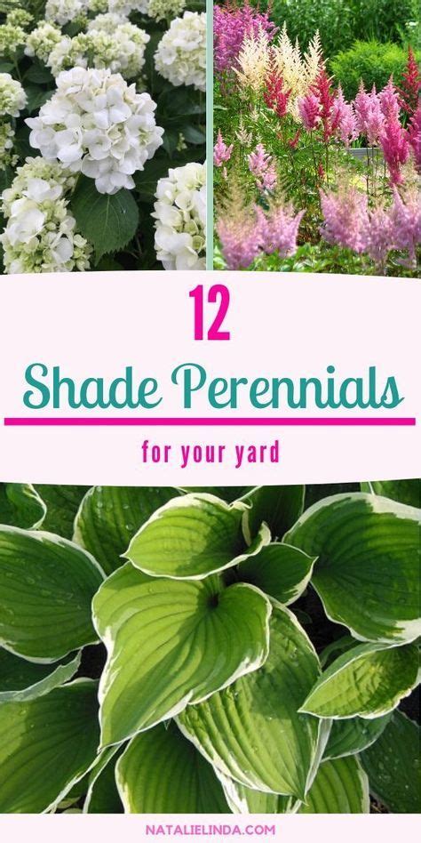 Shade Perennials That Will Beautify Sheltered Areas Of Your Yard