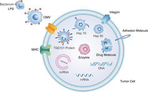 Frontiers Bacteria Derived Extracellular Vesicles In The Pathogenesis