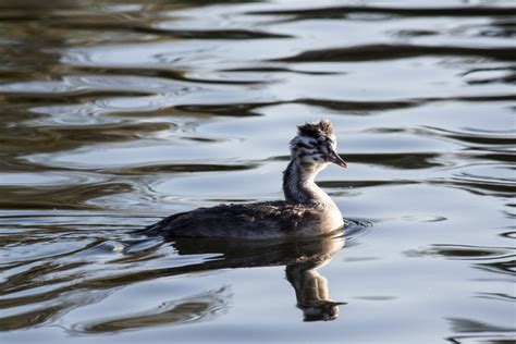 Free Images Nature Wing Wildlife Reflection Beak Fauna Uk Duck