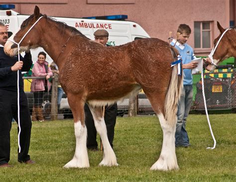 Clydesdale foal 1 by Kennelwood-Stock on DeviantArt