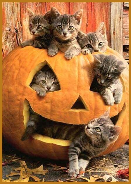 13 Photos Of Pumpkin Spiced Cattés Cute Animals Cute Baby Animals